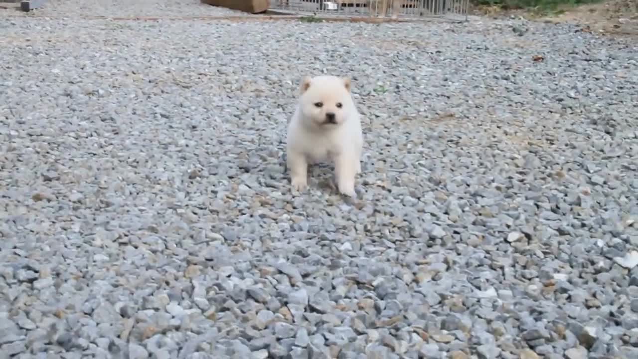 Cute Dogs baby play with Friends