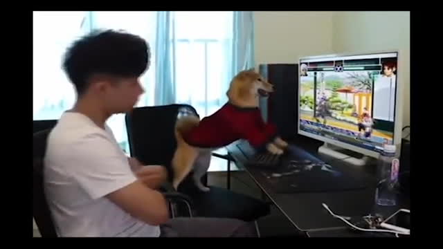 Funniest Dog Best Of The 2021 Funny Animal Videos
