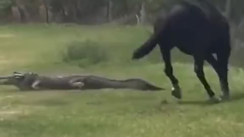 Horse vs Gator