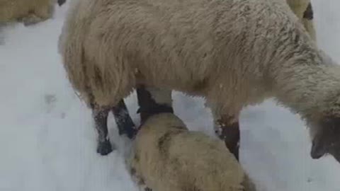 The relationship between mother and child in animals