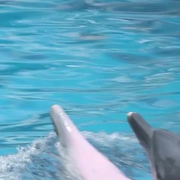 Dolphins Pairing up | Fishing Village |