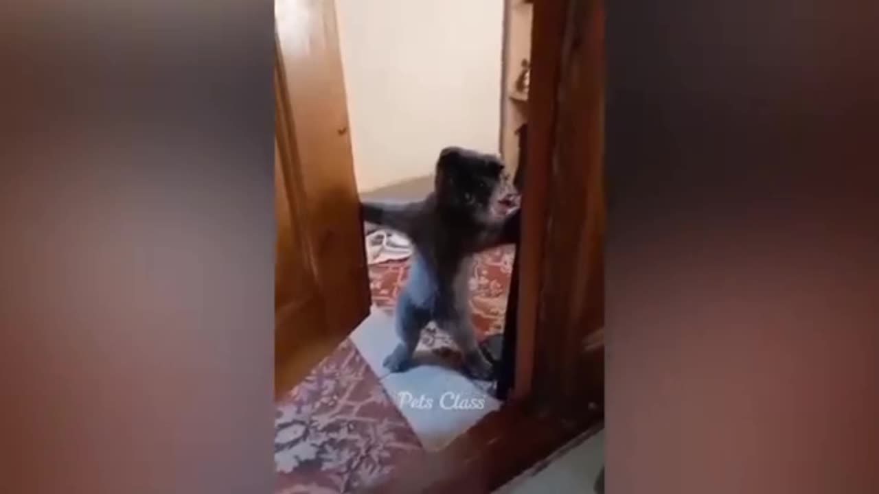 πΆπΆπΆπΆ ππππ funny video.