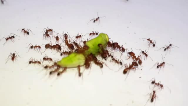 Ants vs Grasshopper