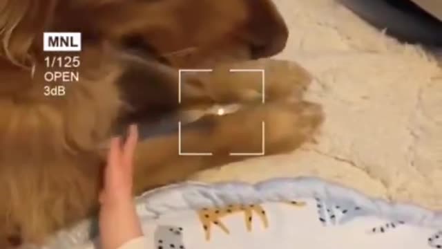 Dog Playing With Baby