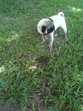 Compasivo Pug llora al descubrir un ave lastimada