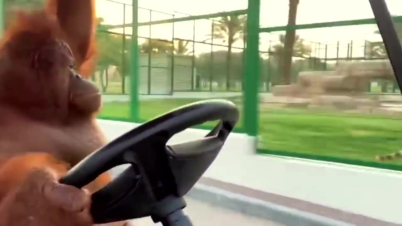 Monkey Driving to Banana Store