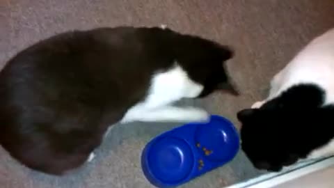 Cat Stealing His Brother Food 🙄