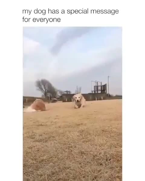 😱😱😱 My dog ​​has a special message for everyone 😱😱😱