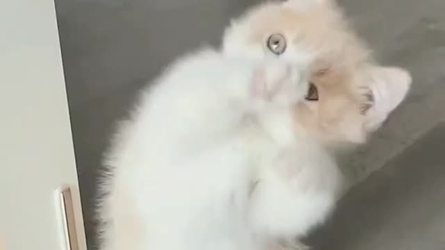 ctue kitten dancing while kid sings