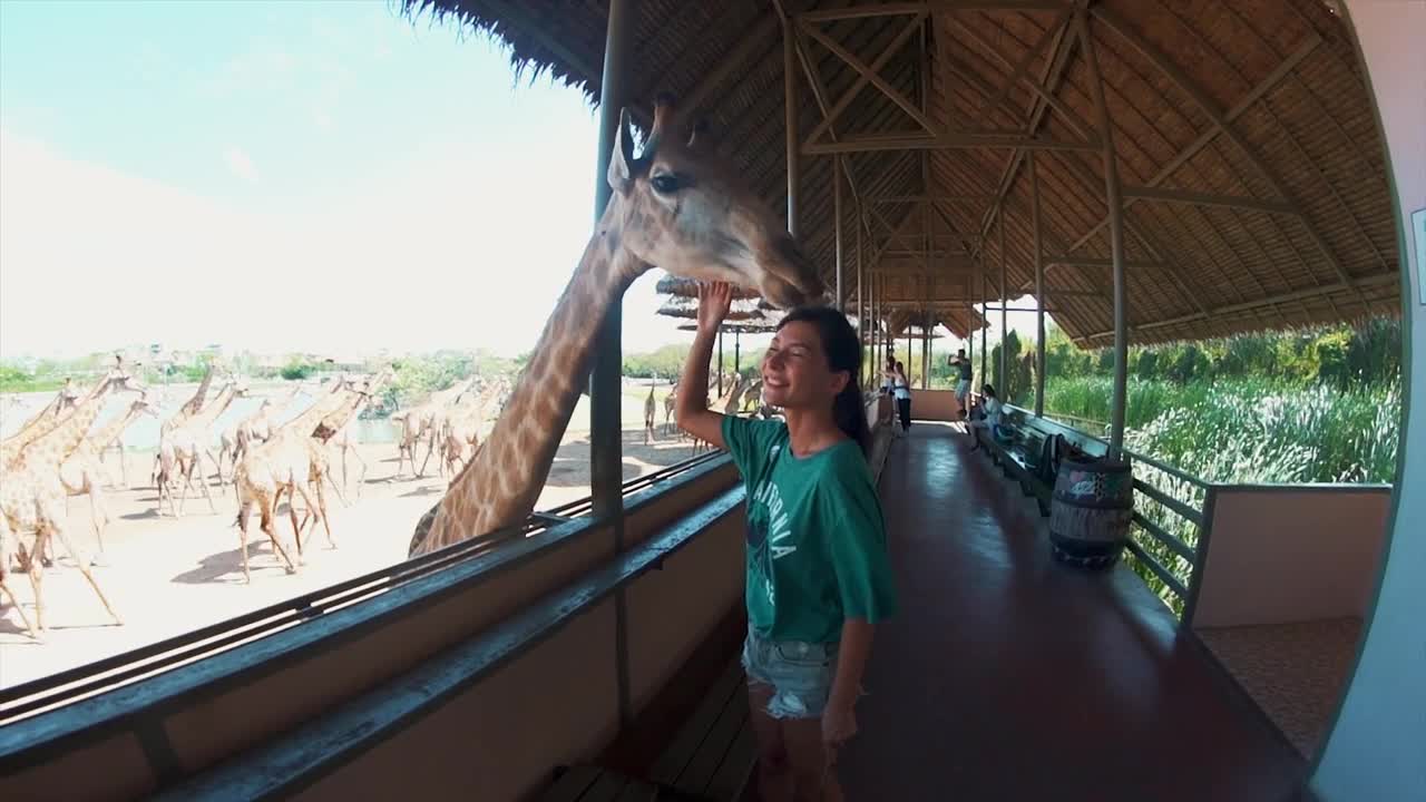 A girl feeding giraffes in the zoo