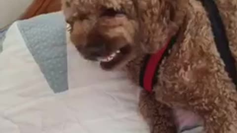 Curly haired dog in bed shows teeth every time owner tries to move it