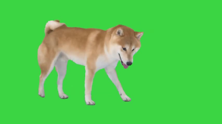 Dog green screen video