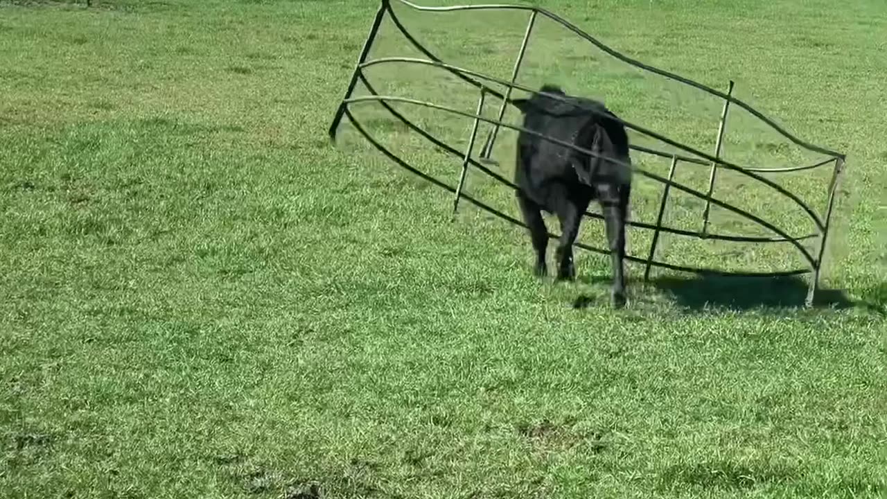 Calf Gets Stuck in Hay Bale Feeder