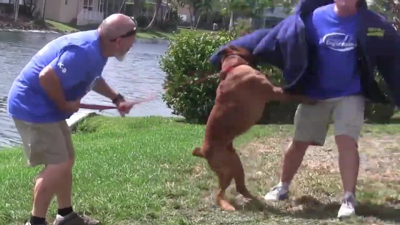 Guard Dog Training Step by Step!