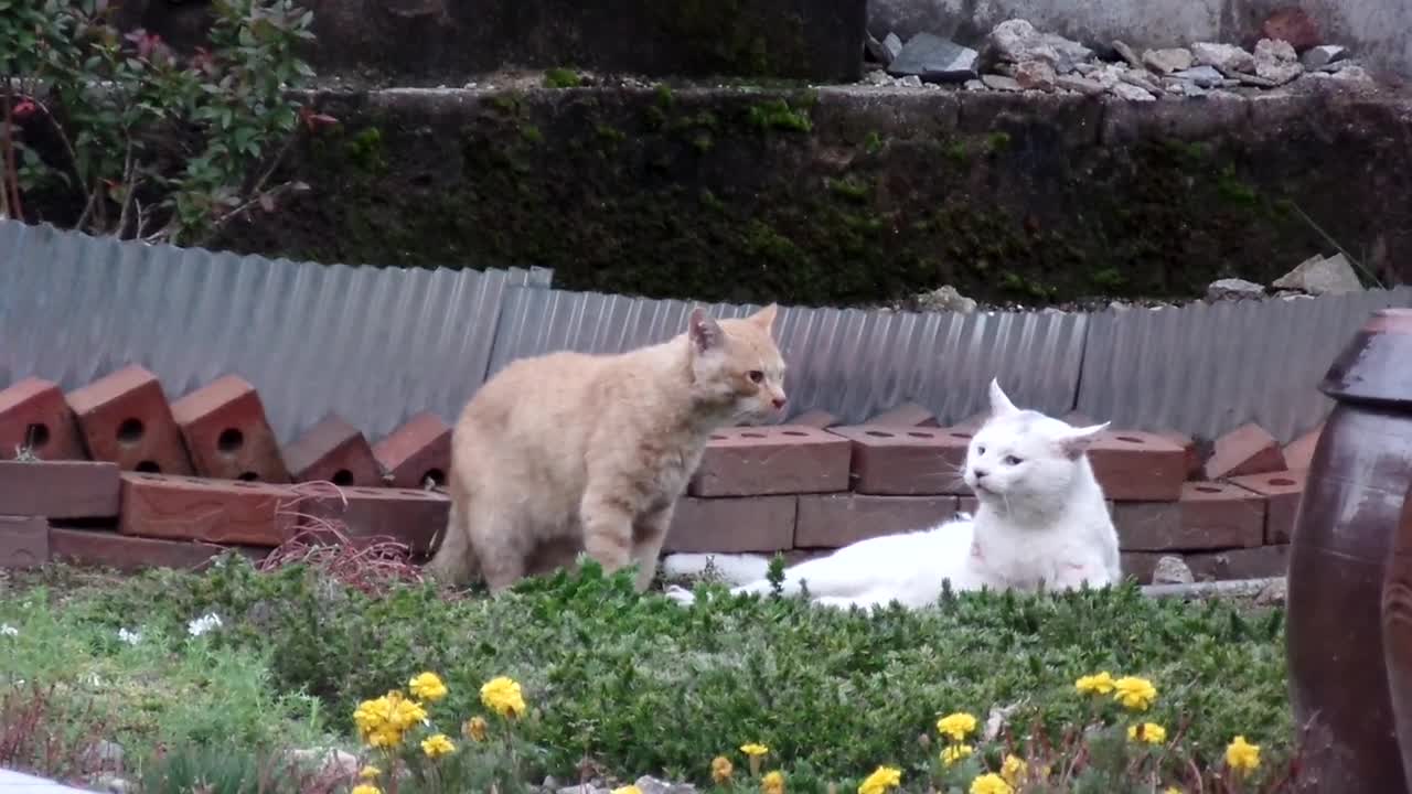 맹렬하게 싸우는 고양이 두마리.. Fierce Cat Fight ... 고양이 영역 싸움.... 黃猫 Vs白猫 imsil.. KOREA...任實郡..임실군..全羅北道