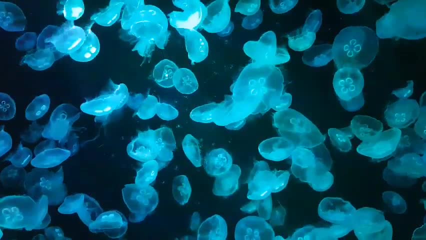 Aquarium jellyfish