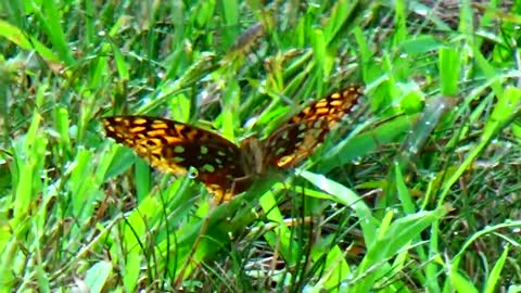 Gulf Fritillary Butterfly