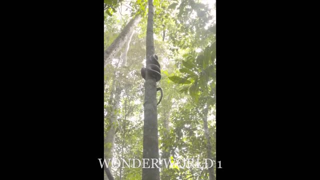 Strange Big Snake Climbing ON The Tree