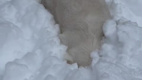 Dog in the snow at 7 second