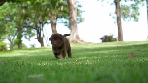 cute puppies and cute dogs