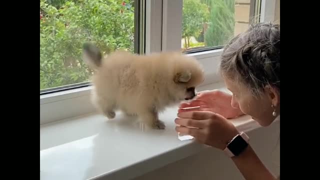 The cute funny puppy funny moment😘😘😘😘😘😘😘🐕🐕🐕🐕