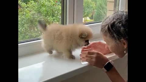 The cute funny puppy funny moment😘😘😘😘😘😘😘🐕🐕🐕🐕