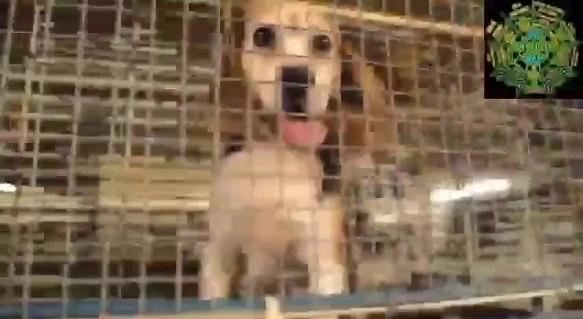 MORE LEAKED FOOTAGE: If FAUCI can do this to a beagle...