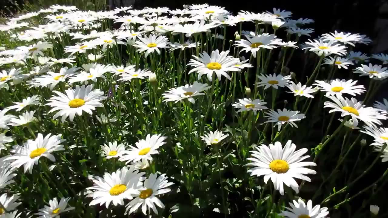 Flower Stock Footage | Garden | Nature | Free HD Videos - No Copyright