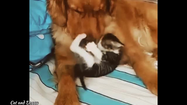 Doggy And Cat playing with each other 🖤