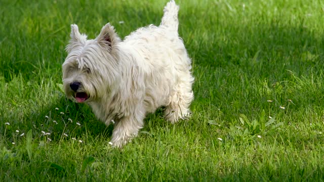 le caniche joue il samuse....