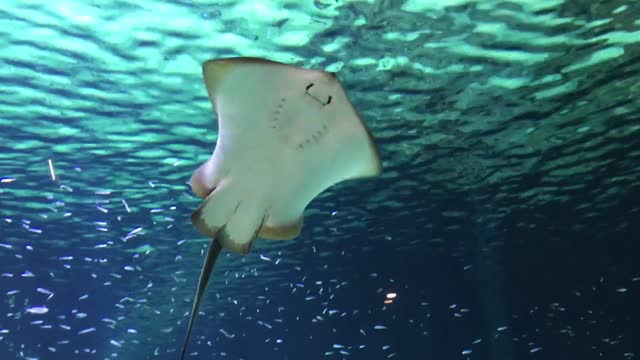 Stingray smile!