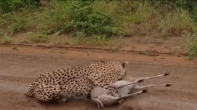 leopard surefire attack