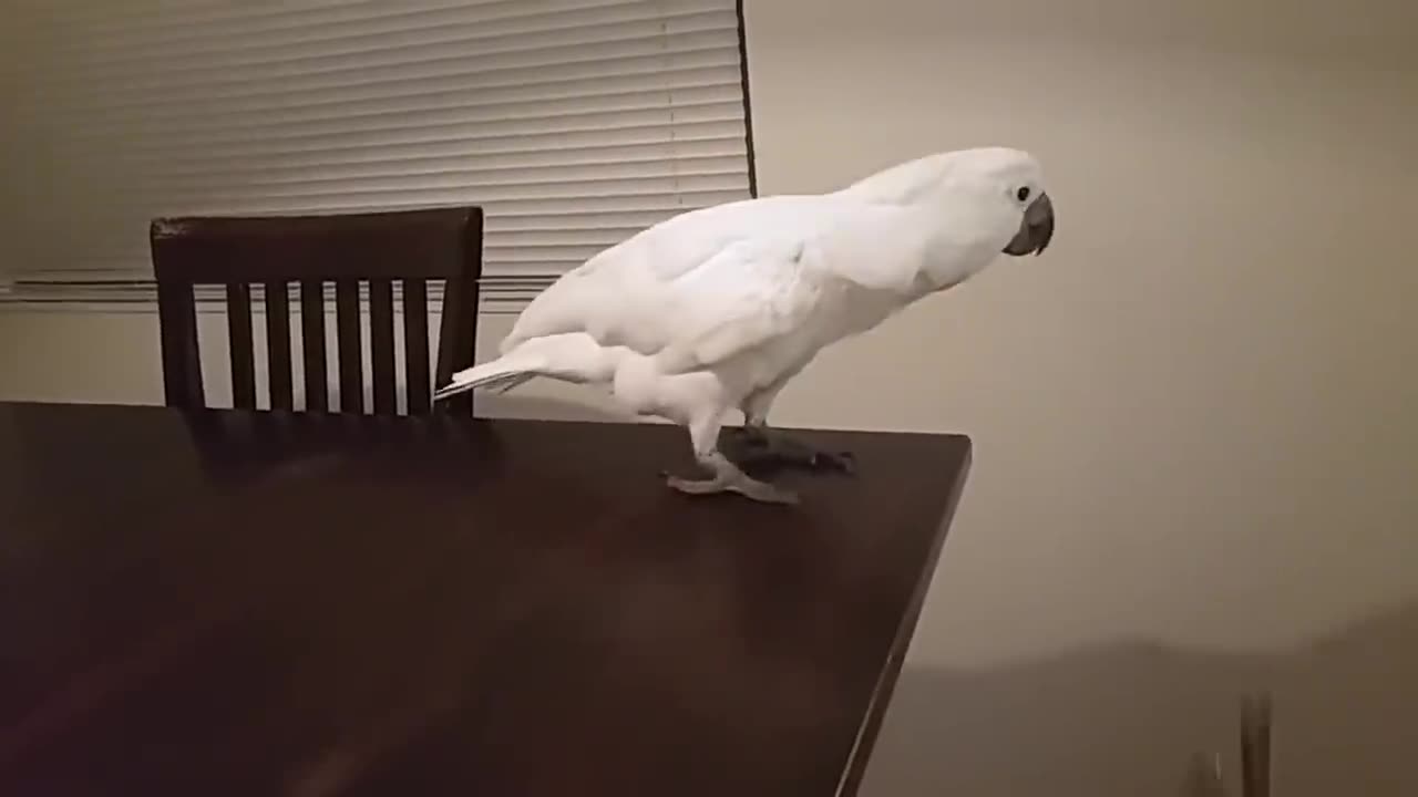FUNNY AND CUTE PARROTS GO CARZY