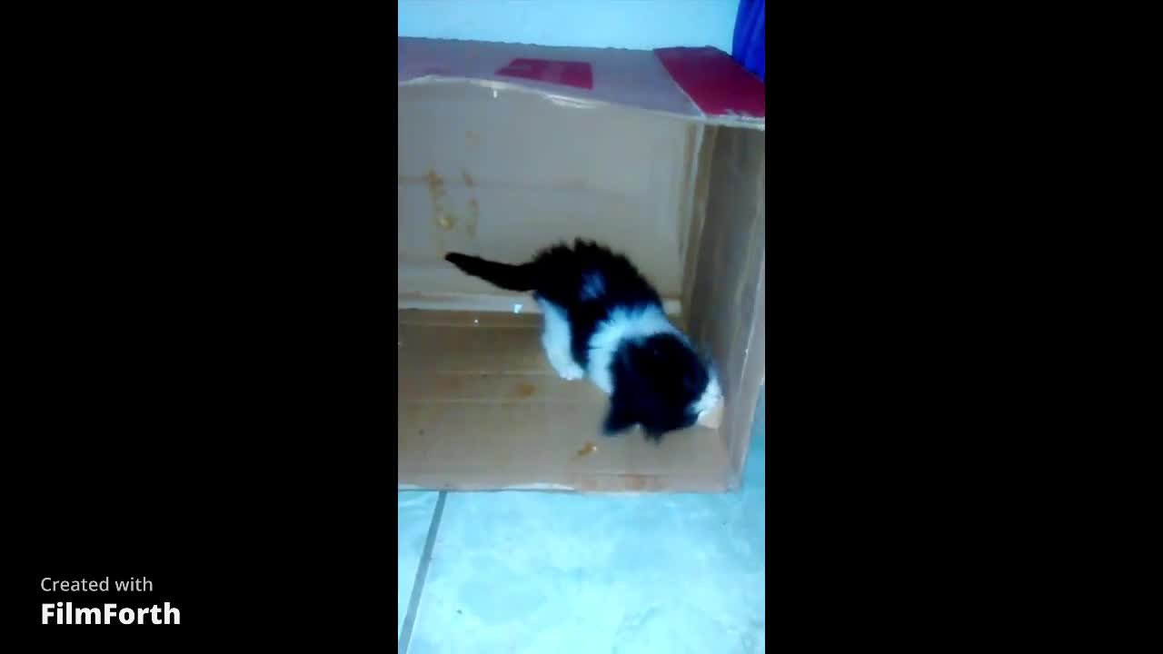 kitten playing