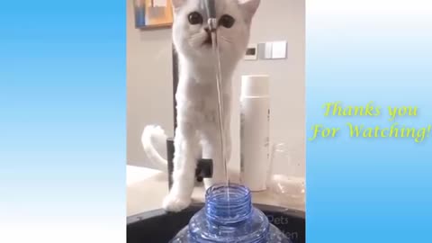 The Cutest and Funniest Pets I ever seen, Compilation 2