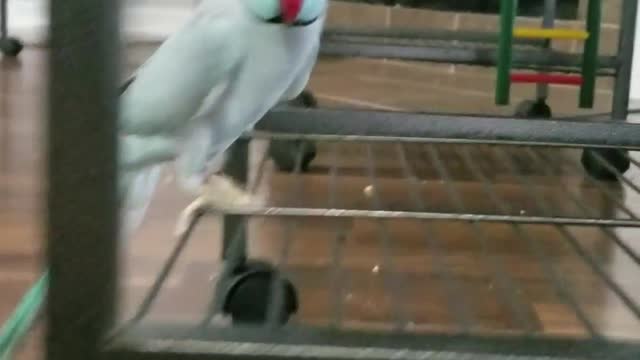 Talkative Parakeet Loves Giving Foot Kisses