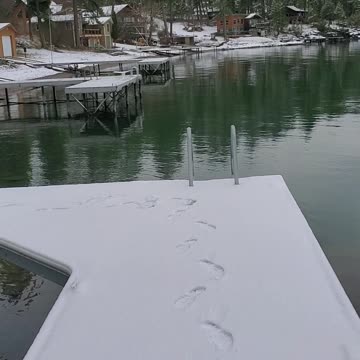 Montana "Fresh Prints Continued" in the snow