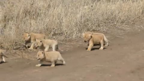 ADORABLE Six Lion Cubs Enjoy Their First Outdoor Adventure 👈