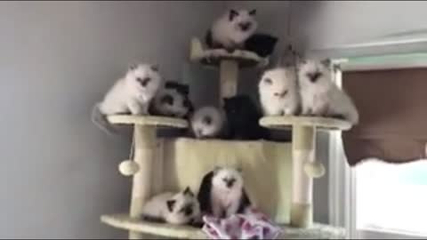 flock of cats