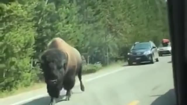 Animal damaging cars