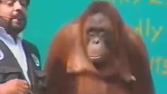 Orangutan show