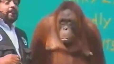 Orangutan show