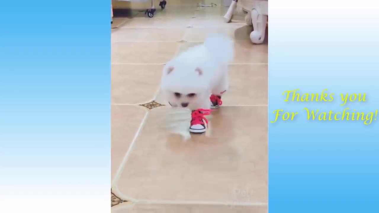 Dog walking with shoes funny