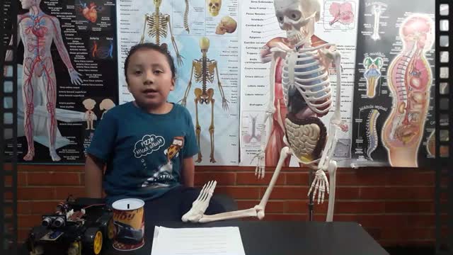 El cuerpo humano para niños | El sistema Óseo | Los huesos del cuerpo humano | El pie y la pelvis