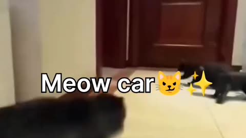 meow car