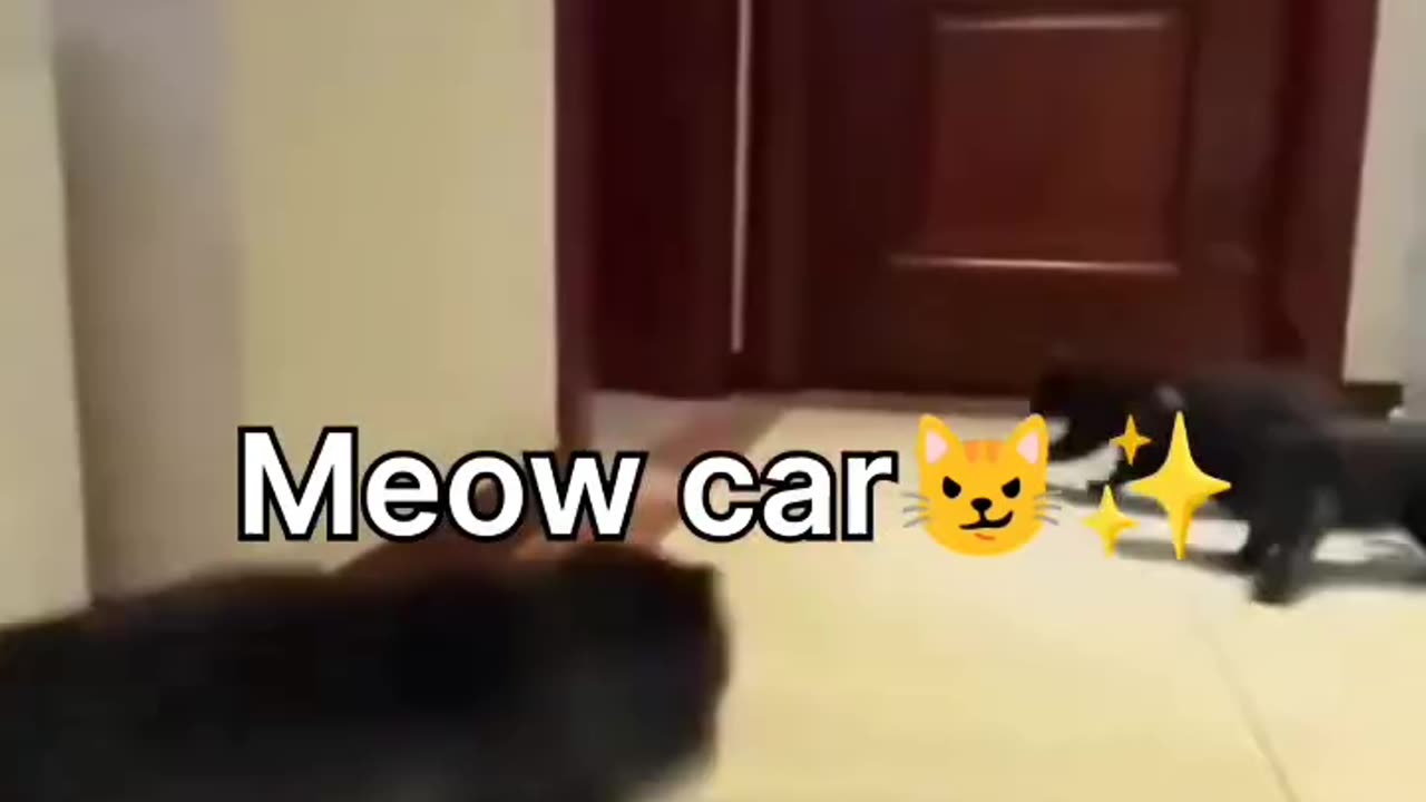 meow car