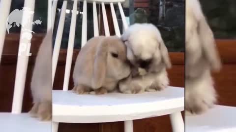 The cutest baby Animals in the World #1