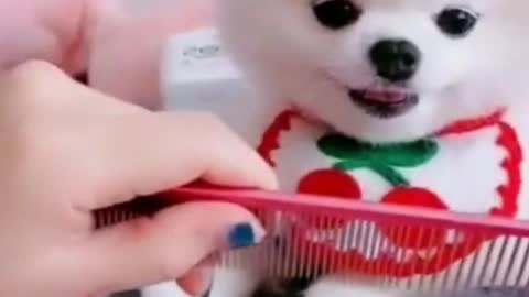 Puppy Try To Bite - Cute Puppies - Animals Axis