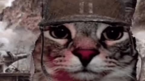 Funny cat animals videos