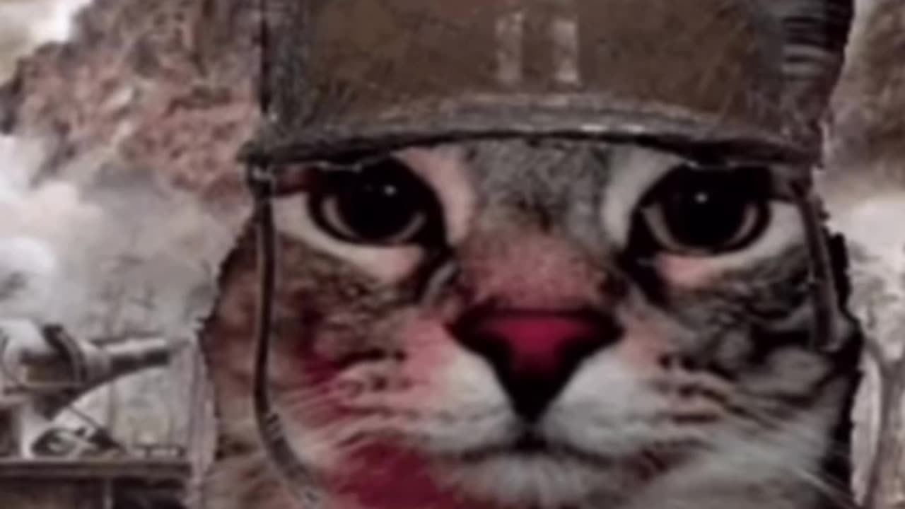 Funny cat animals videos